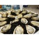 Oysters Spéciales de Claires Marennes Oléron N°3