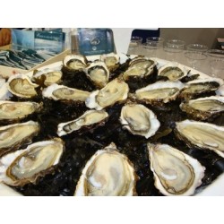Oysters Spéciales de Claires Marennes Oléron N°3