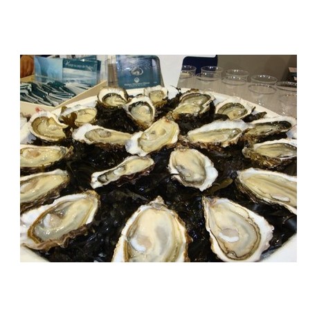 Oysters Spéciales de Claires Marennes Oléron N°3