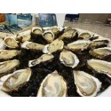 Oysters Spéciales de Claires Marennes Oléron N°3