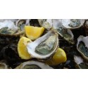 Oysters Fines de Claires Label Rouge Marennes Oléron N°2