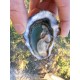 Oysters Fines de Claires Label Rouge Marennes Oléron N°2