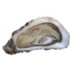 Oysters Fines de Claires N°2