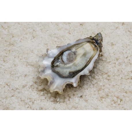Oysters fines de claires N°3