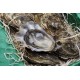 Oysters Spéciales de Claires Marennes Oléron N°2