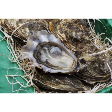 Oysters Spéciales de Claires Marennes Oléron N°2