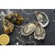Oysters Spéciales de Claires "La Pousse en Claire" Label Rouge N°3