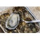 Oysters Spéciales de Claires "La Pousse en Claire" Label Rouge N°2
