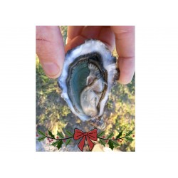 Oysters Fines de Claires Label Rouge Marennes Oléron N°3